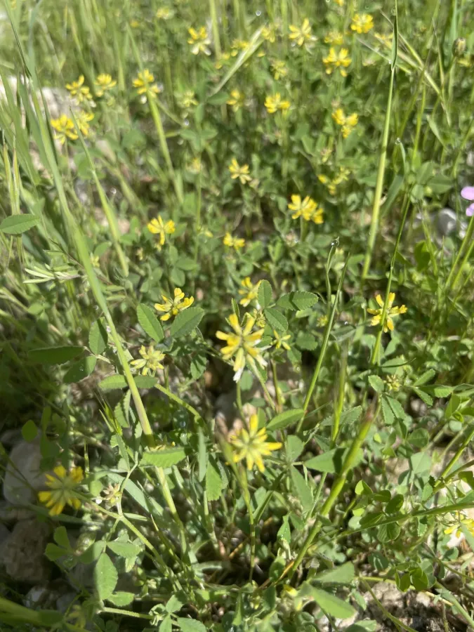 Trigonella filipes