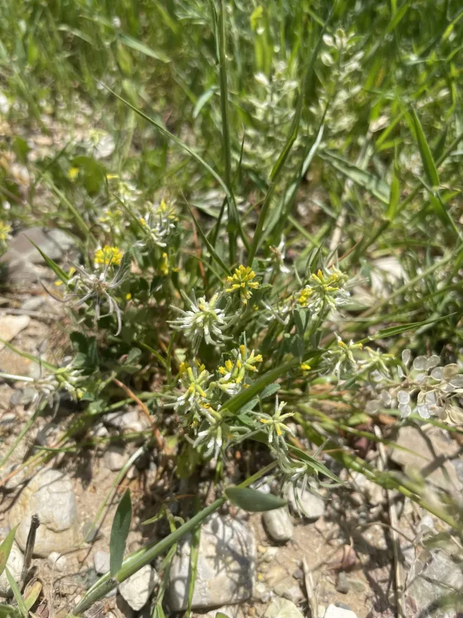 Trigonella filipes