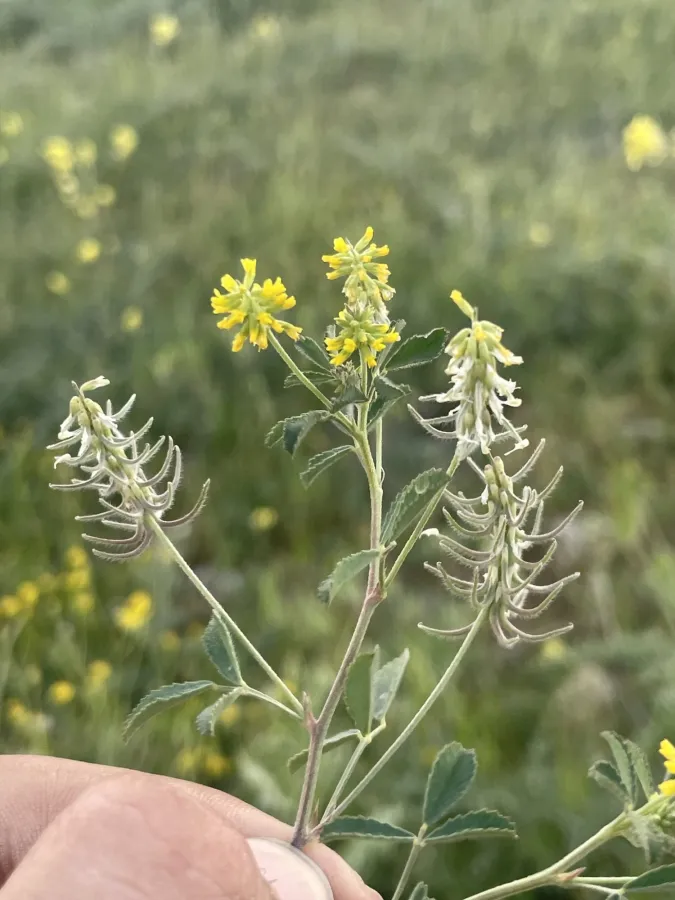 Trigonella filipes