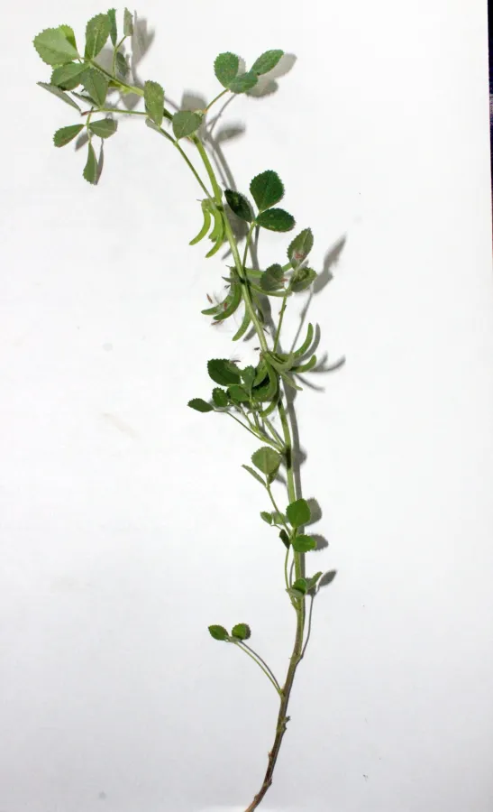 Trigonella glabra