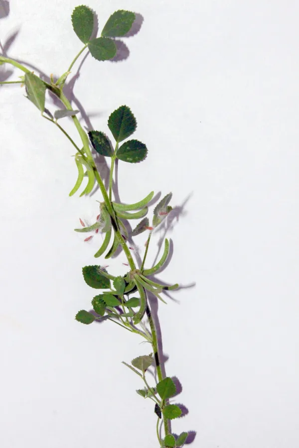 Trigonella glabra