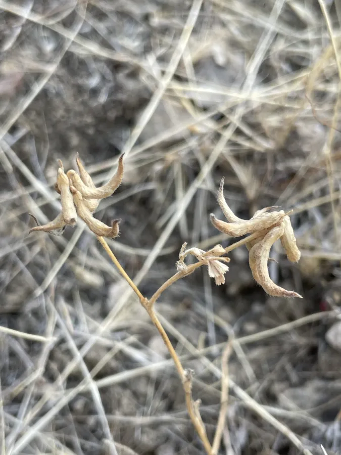 Trigonella spruneriana