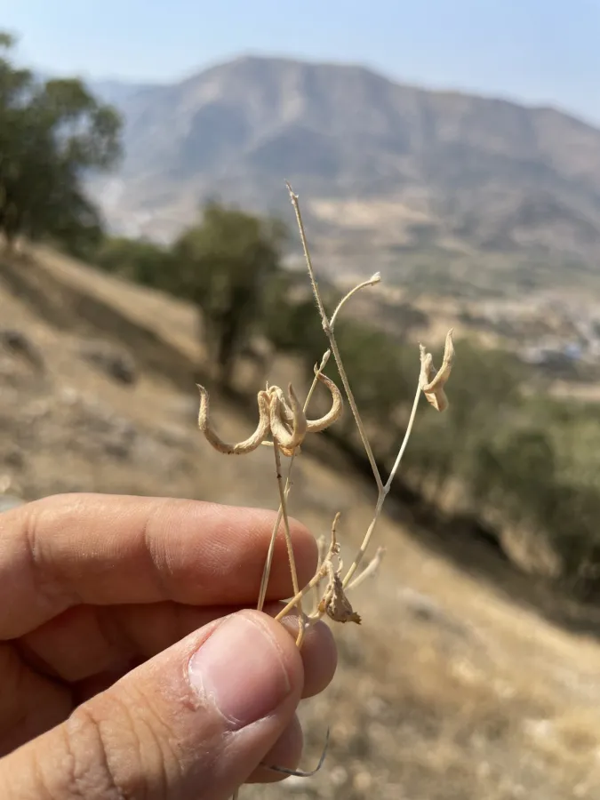 Trigonella spruneriana