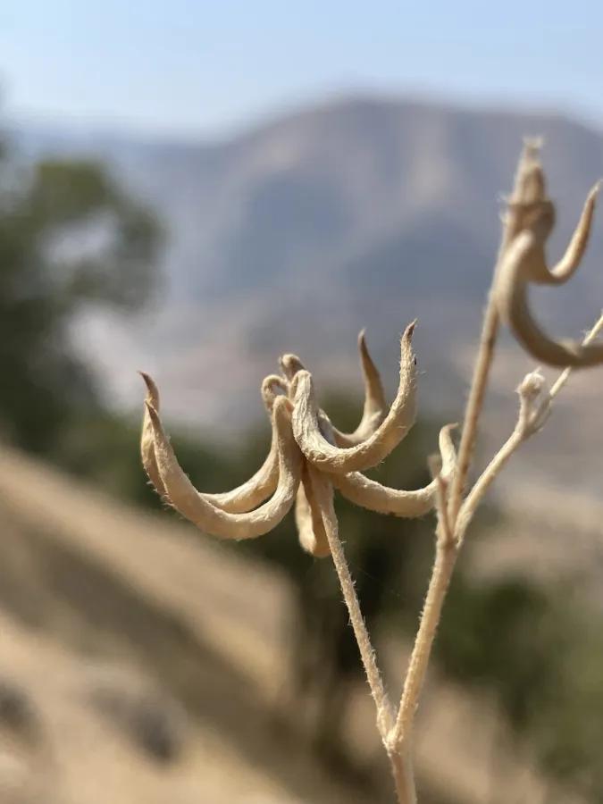 Trigonella spruneriana