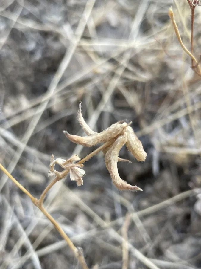 Trigonella spruneriana