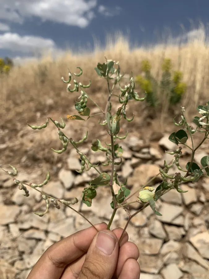 Trigonella strangulata