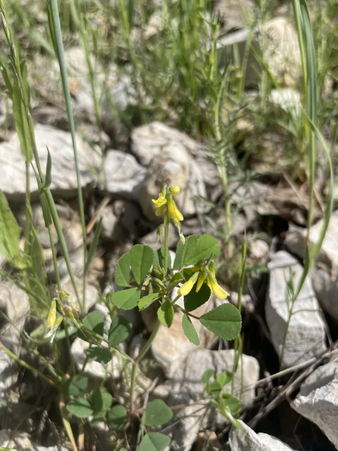 Trigonella strangulata