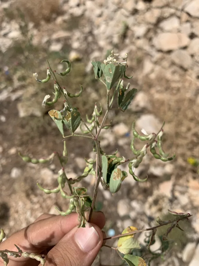 Trigonella strangulata