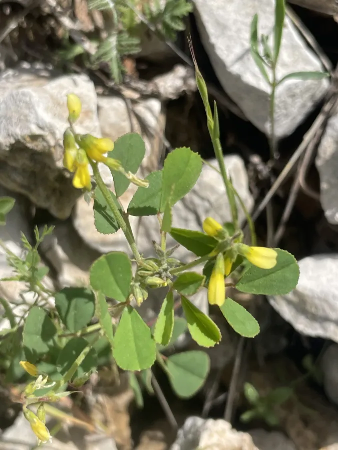Trigonella strangulata