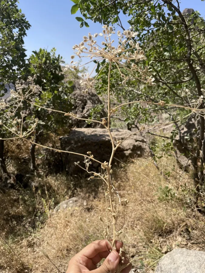 Trigonosciadium viscidulum