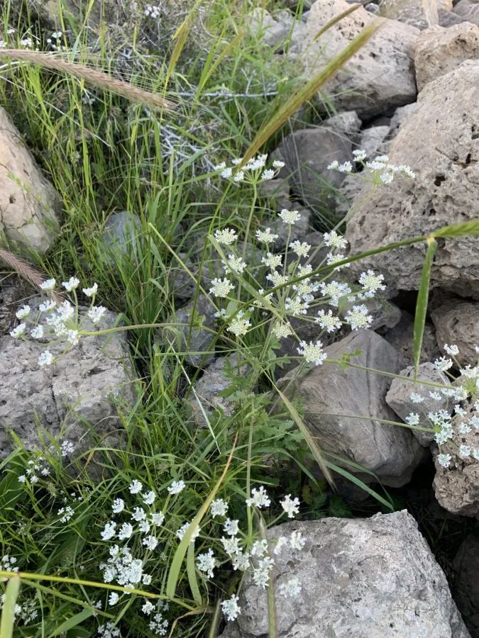 Trigonosciadium viscidulum