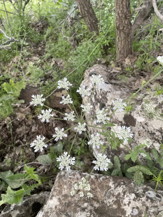 Trigonosciadium viscidulum