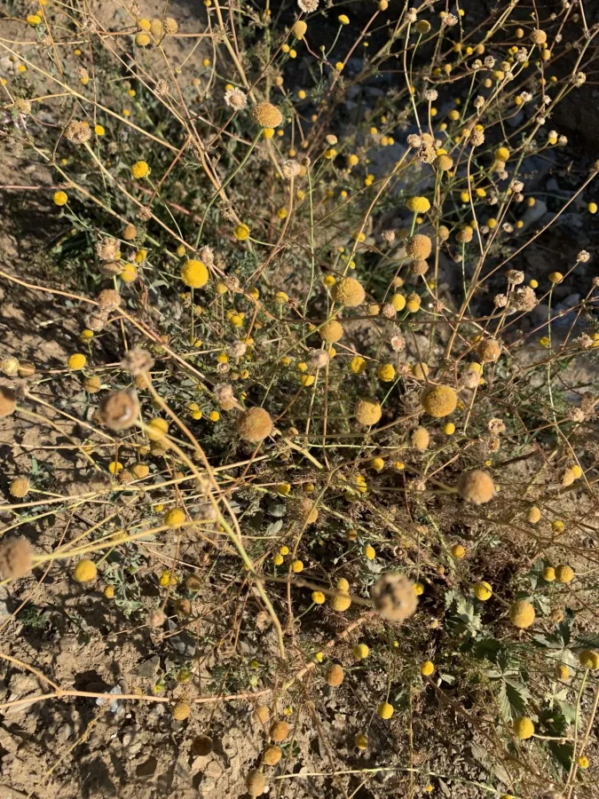 Tripleurospermum disciforme