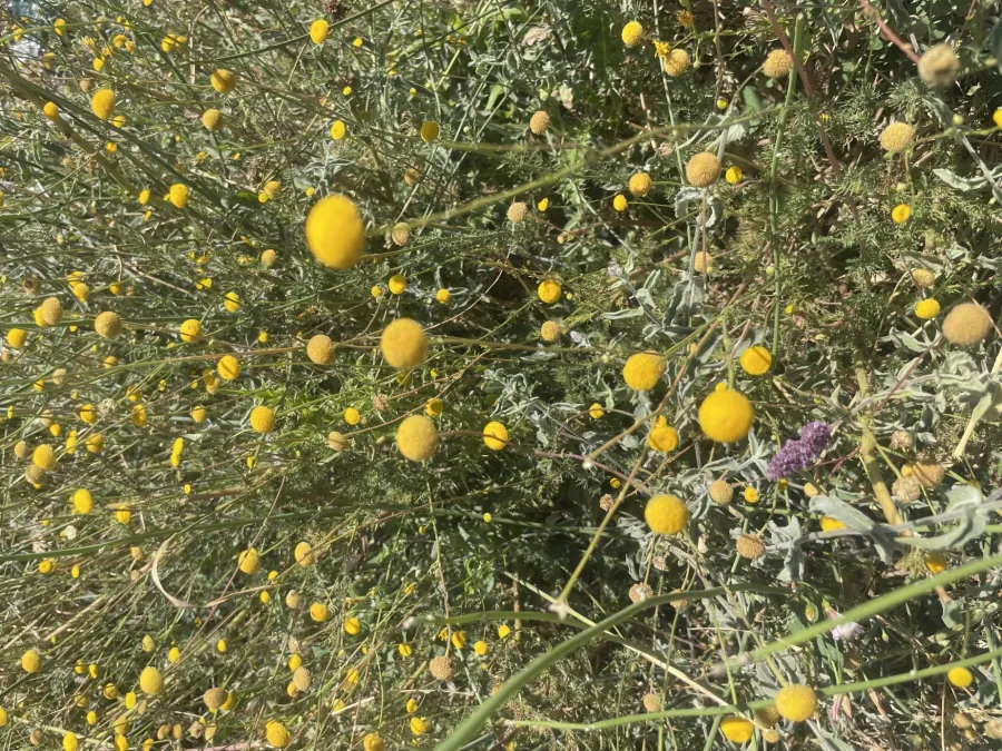 Tripleurospermum disciforme