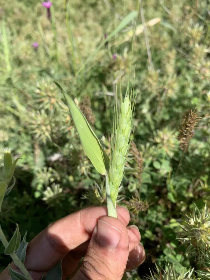 Triticum timopheevii