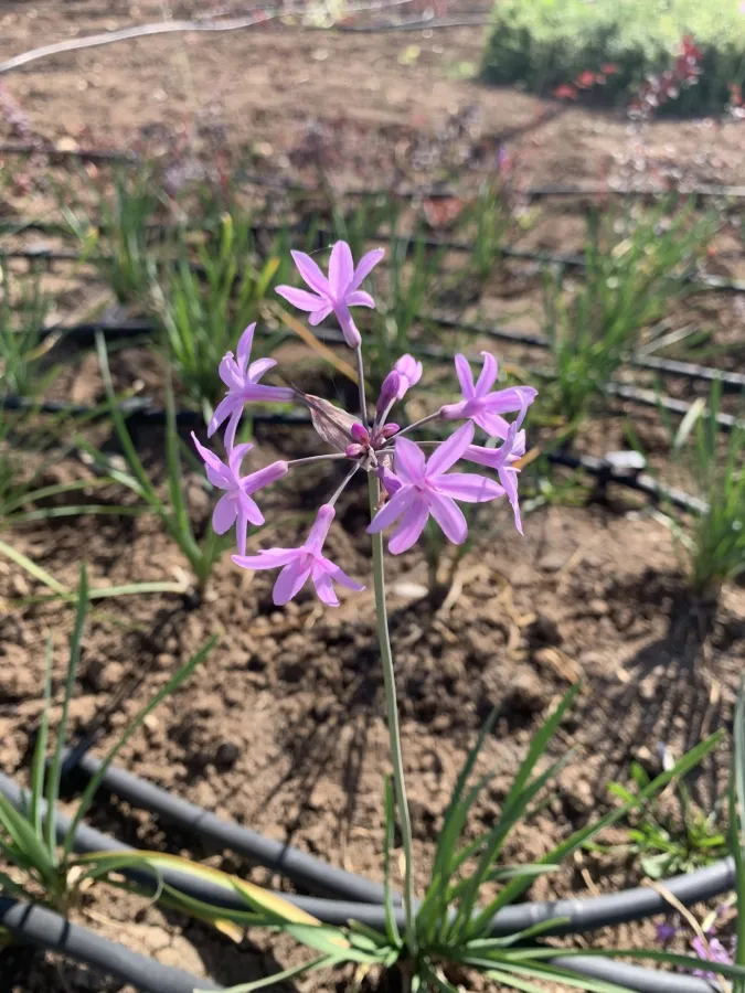 Tulbaghia violacea