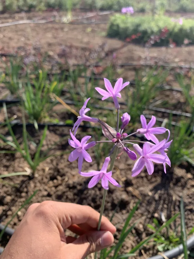 Tulbaghia violacea