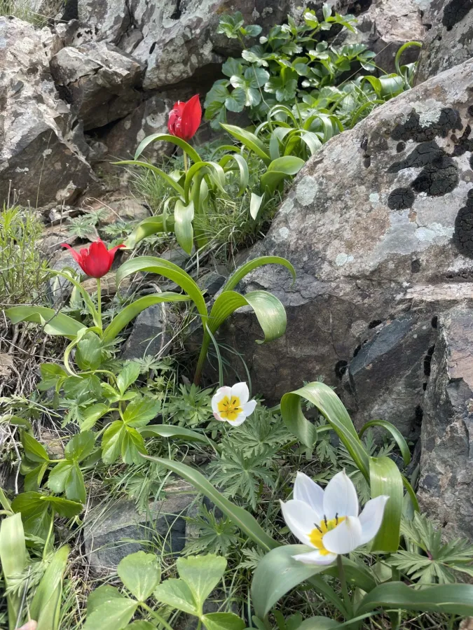 Tulipa biflora