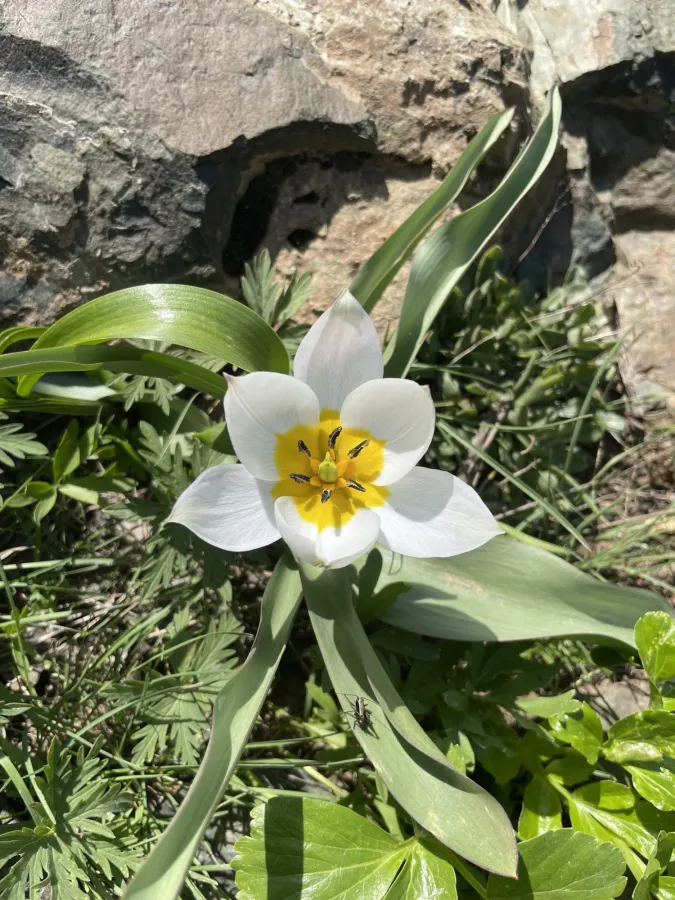 Tulipa biflora