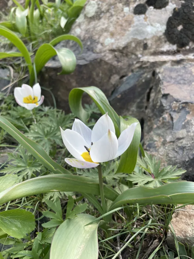 Tulipa biflora