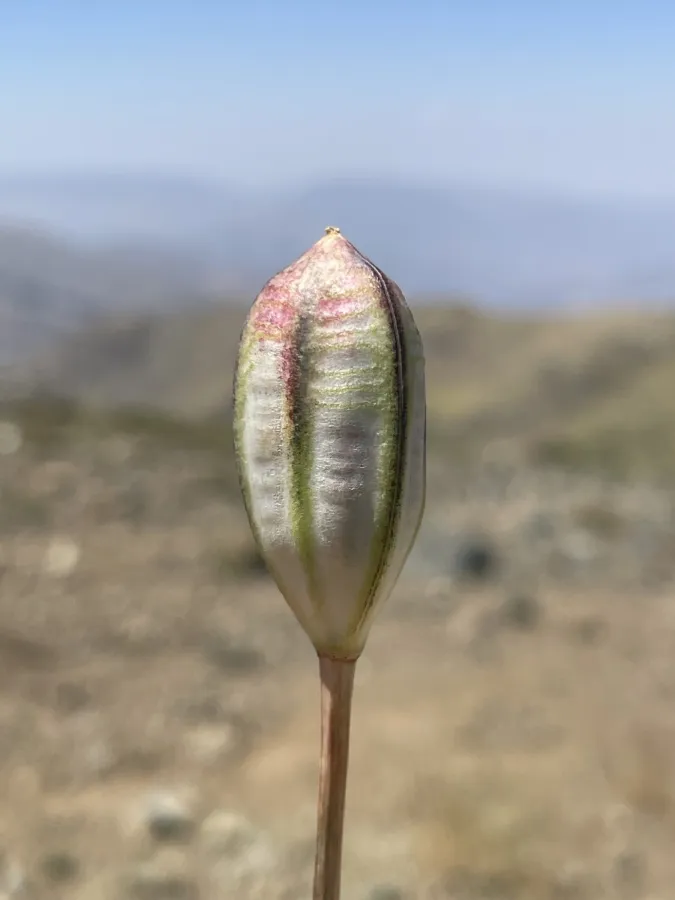 Tulipa humilis