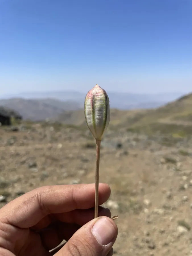 Tulipa humilis
