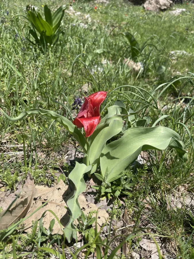 Tulipa systola