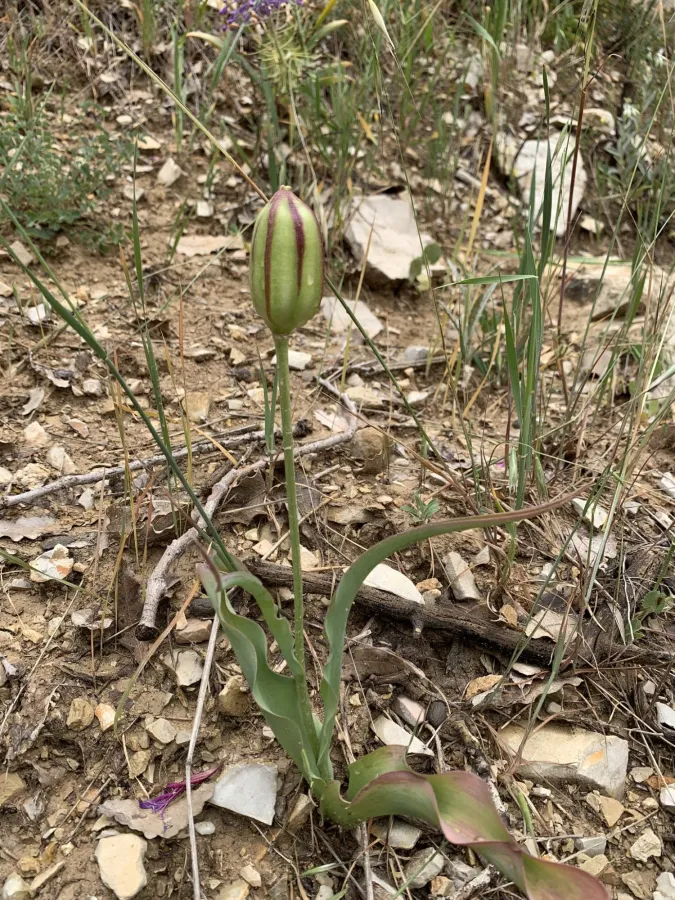 Tulipa systola