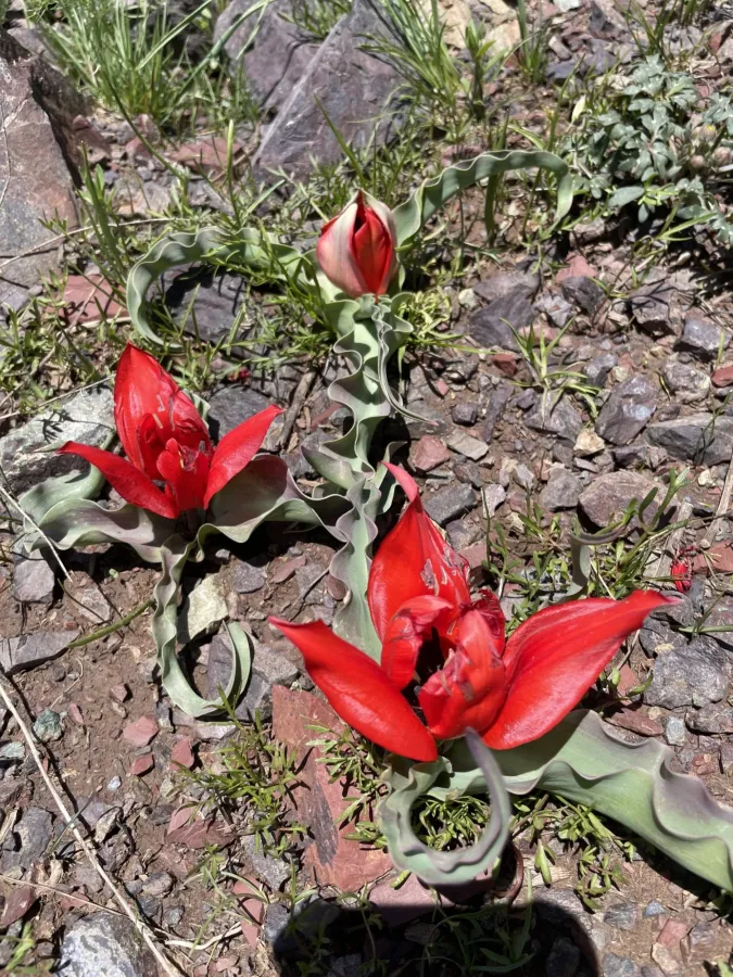 Tulipa systola