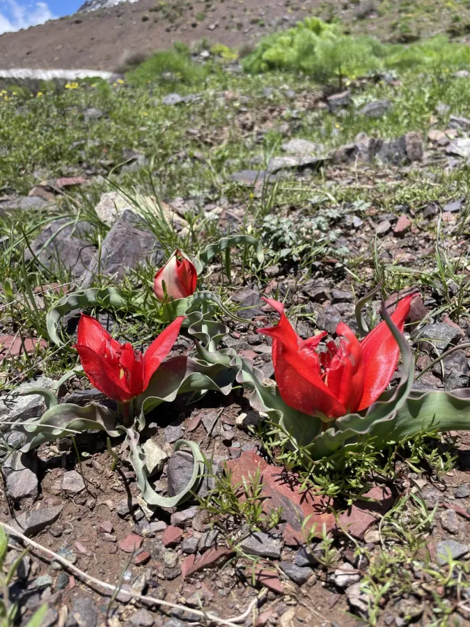 Tulipa systola