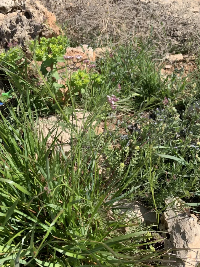 Turgenia latifolia