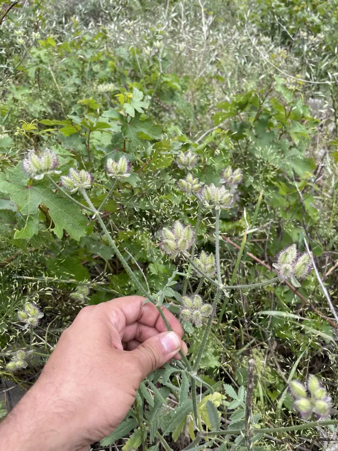 Turgenia latifolia