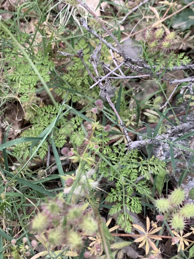 Turgenia latifolia