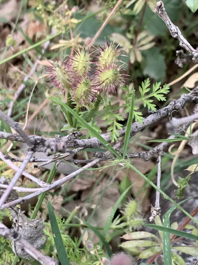 Turgenia latifolia