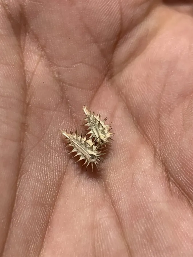 Turgenia lisaeoides