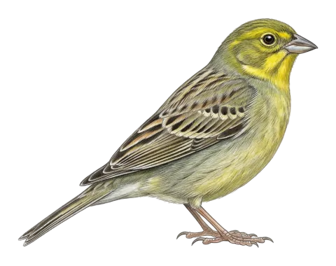 Eastern Cinereous Bunting