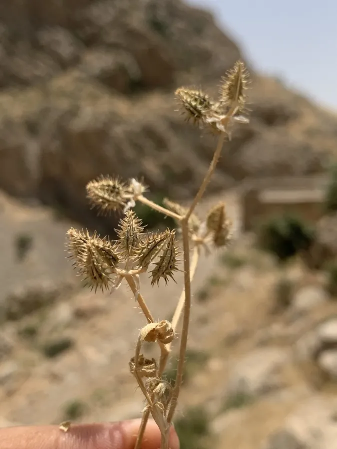 Turgenia lisaeoides