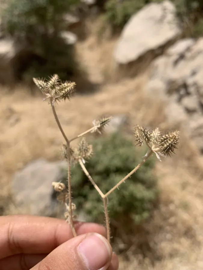 Turgenia lisaeoides
