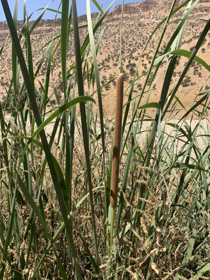 Typha domingensis