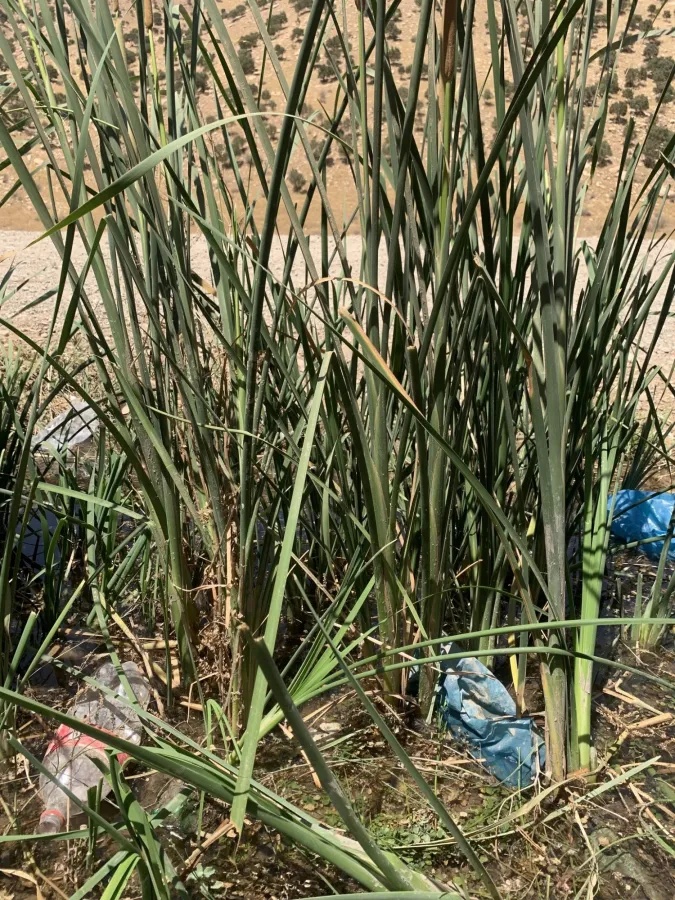 Typha domingensis