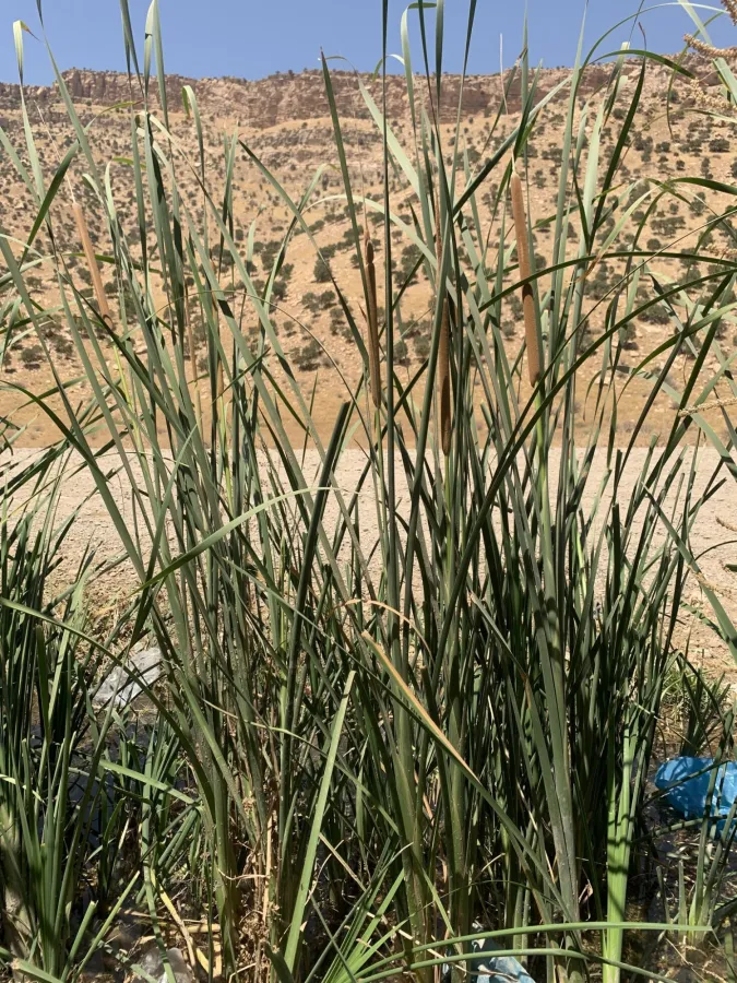 Typha domingensis