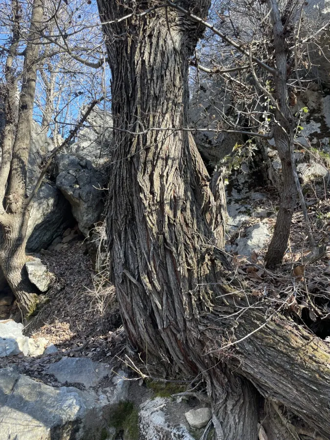 Ulmus minor