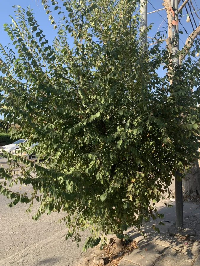 Ulmus minor