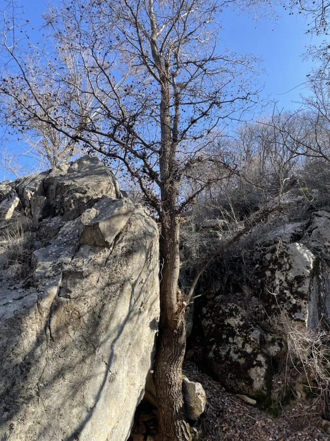 Ulmus minor