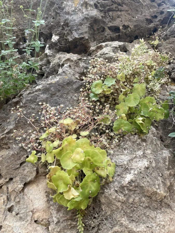 Umbilicus tropaeolifolius