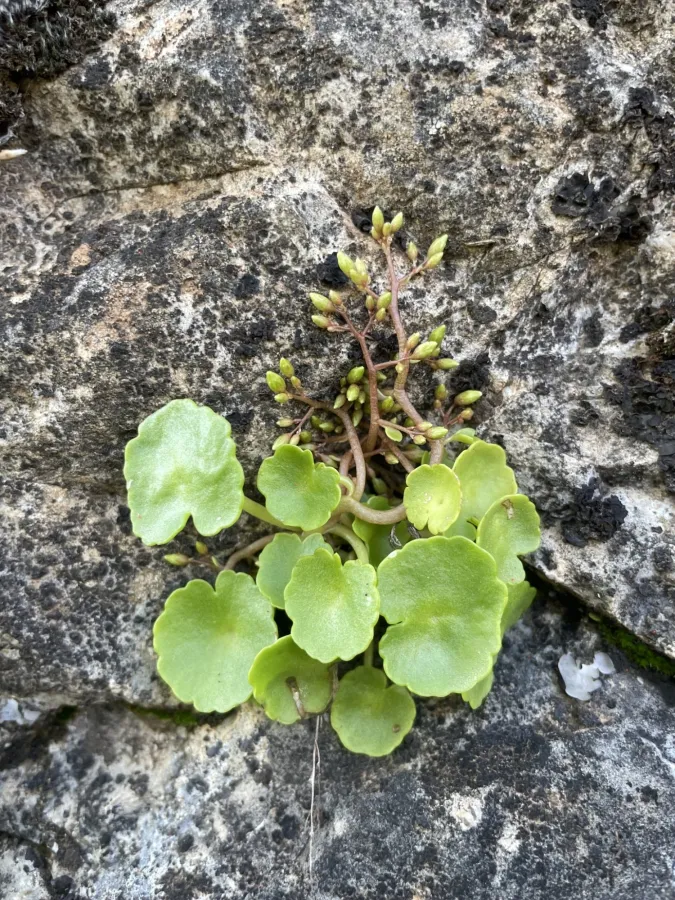 Umbilicus tropaeolifolius
