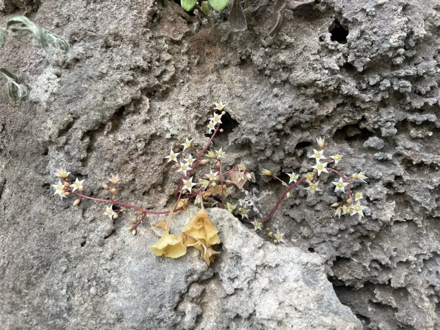 Umbilicus tropaeolifolius
