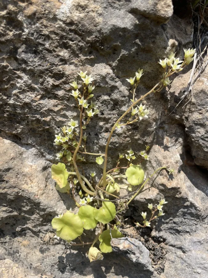 Umbilicus tropaeolifolius
