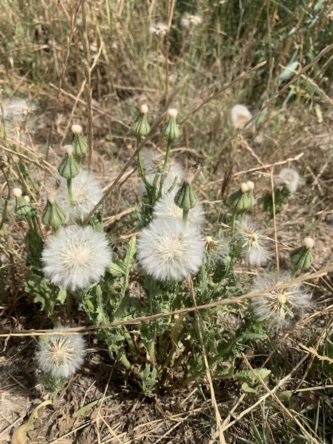 Urospermum picroides