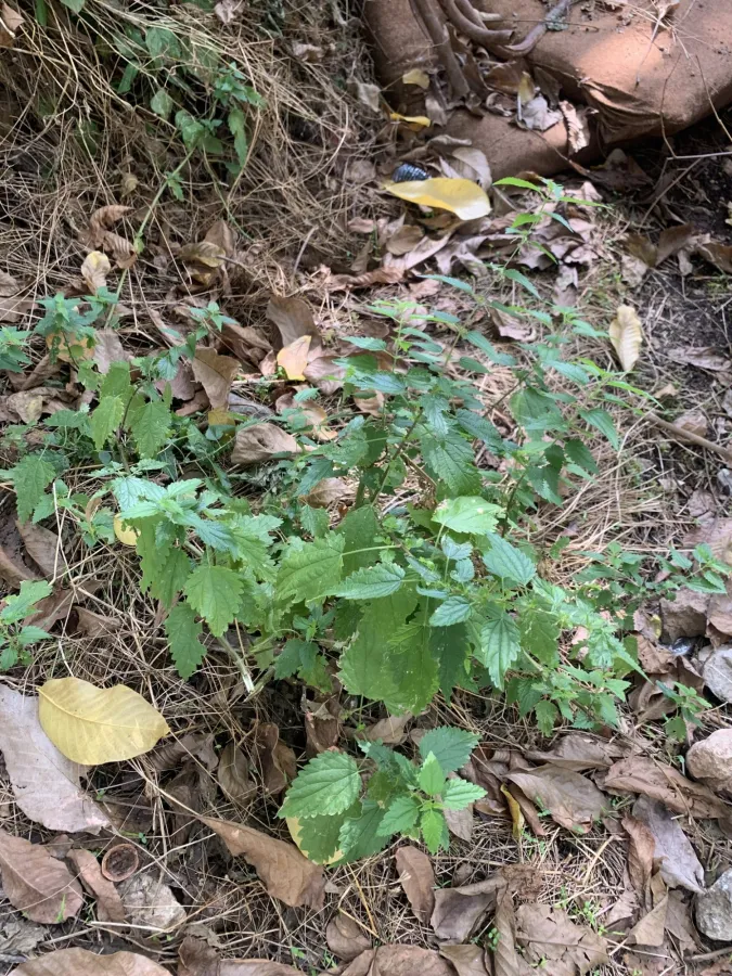 Urtica dioica